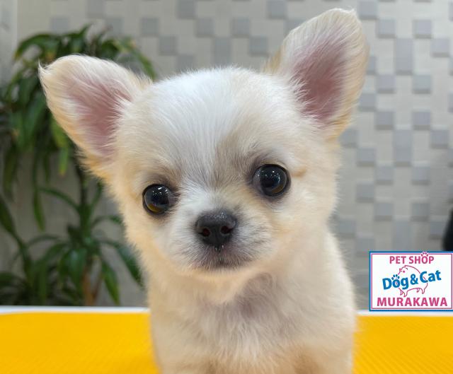 animal_image