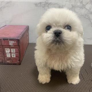 animal_image