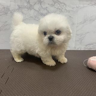 animal_image
