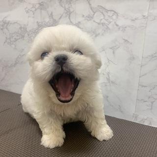 animal_image