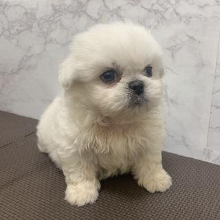animal_image