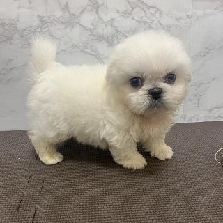 animal_image