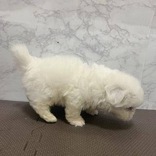 animal_image