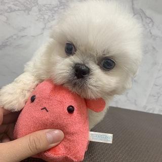 animal_image