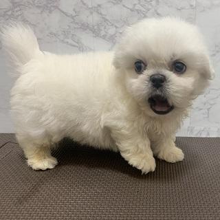 animal_image