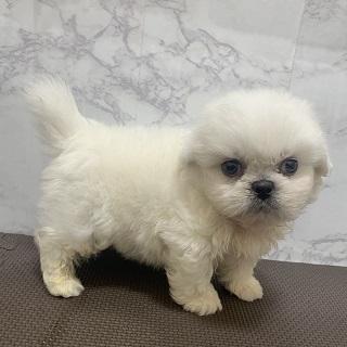 animal_image