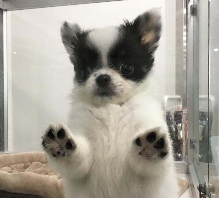 animal_image