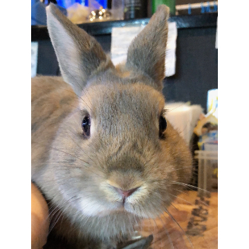 animal_image
