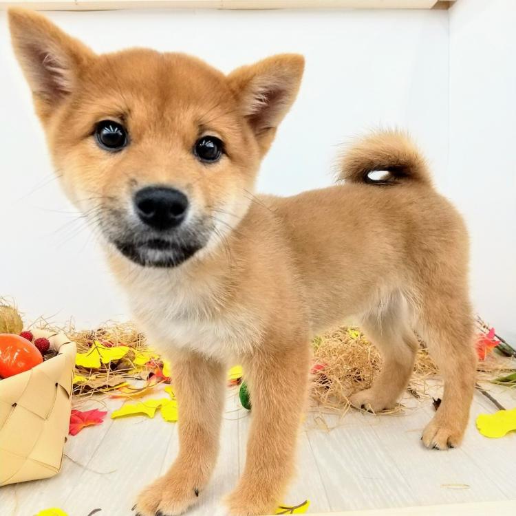 animal_image