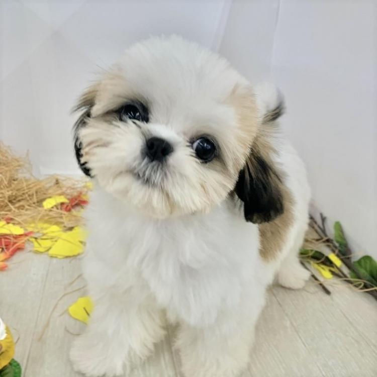 animal_image