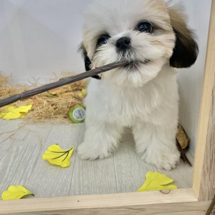 animal_image