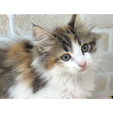animal_image