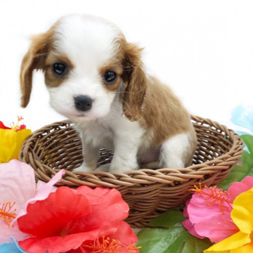 animal_image