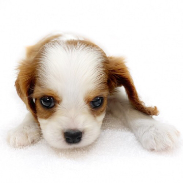 animal_image