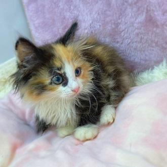 animal_image