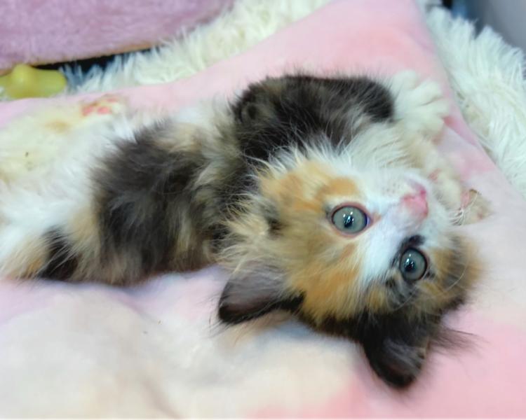 animal_image