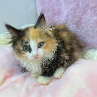 animal_image