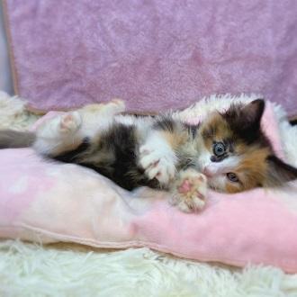 animal_image