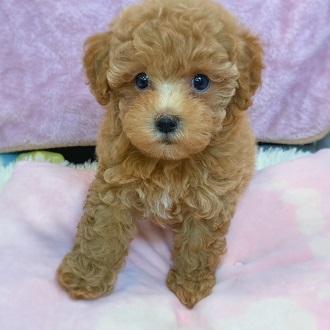 animal_image