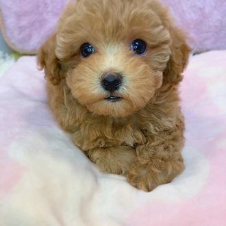 animal_image