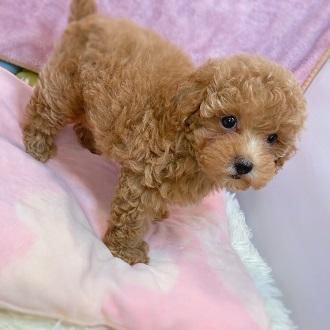 animal_image