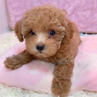 animal_image