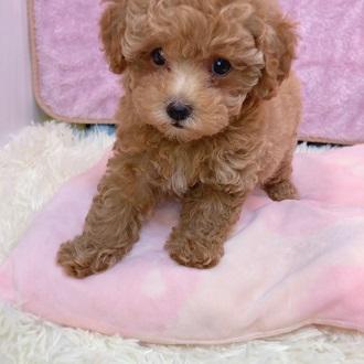 animal_image