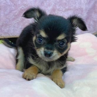 animal_image