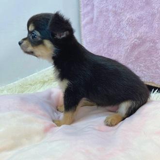 animal_image