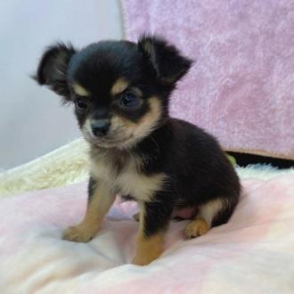 animal_image
