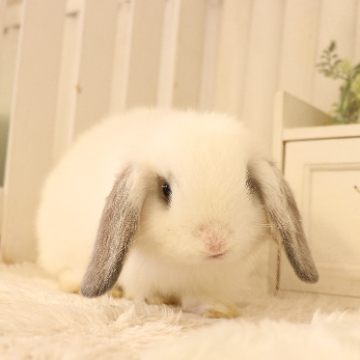 animal_image
