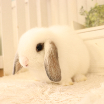 animal_image