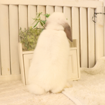 animal_image