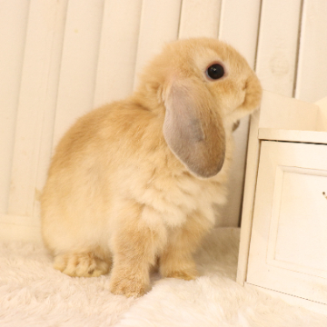 animal_image