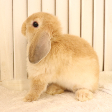 animal_image