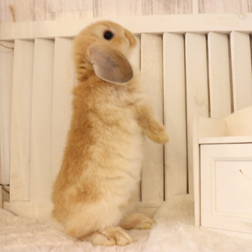 animal_image