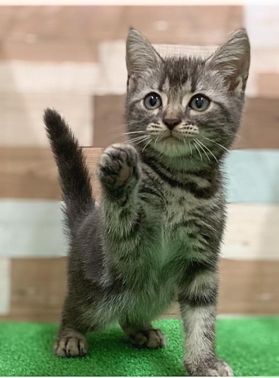 ビバペッツ ワンニャンハウス豊島５丁目店のアメリカン・ショートヘア 