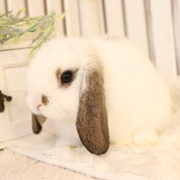 animal_image