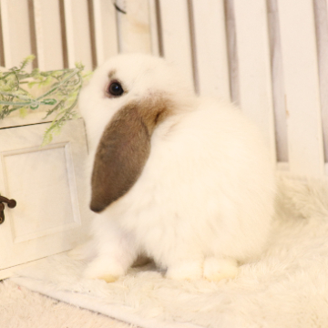 animal_image