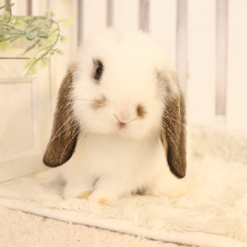 animal_image