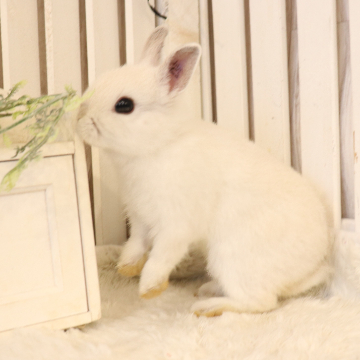 animal_image