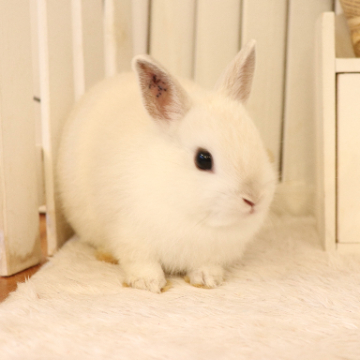 animal_image
