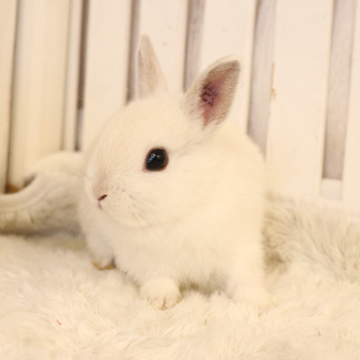 animal_image