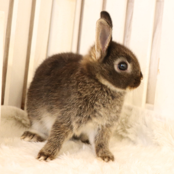 animal_image