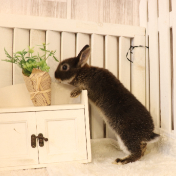 animal_image