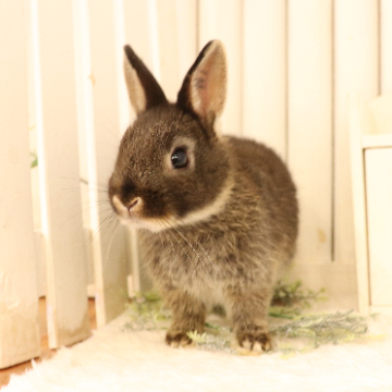 animal_image