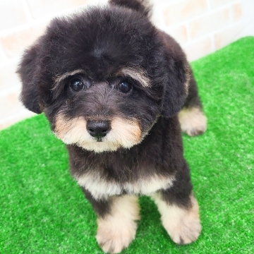 animal_image