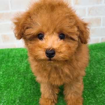 animal_image