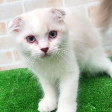 animal_image
