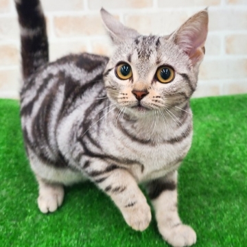 animal_image
